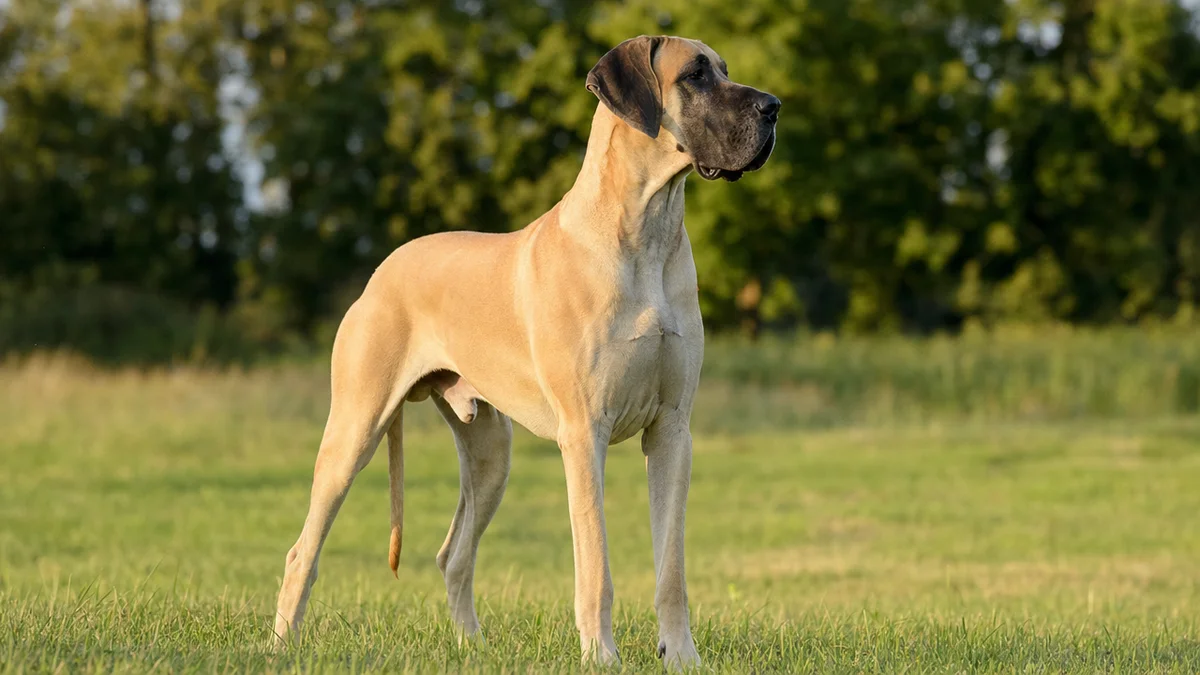 דוגה גרמנית (Great Dane) — מולוסר ענק, רגוע בבית, מרשים בשטח