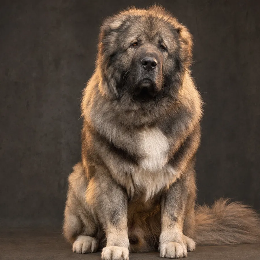רועה קווקזי — Caucasian Shepherd